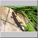 Zootoca vivipara - Waldeidechse 21a OS-Hasbergen Lehmwiese.jpg